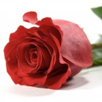 rode-roos-valentijn